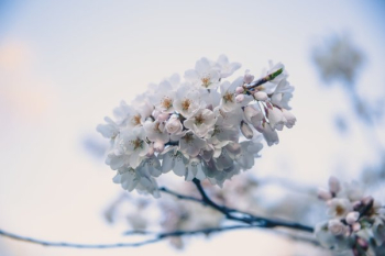 Cherry Blossom Branch Blooms Cherry Blossom Branch Blooms