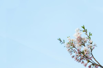 Cherry Blossom Branch Bottom Right Corner Cherry Blossom Branch Bottom Right Corner