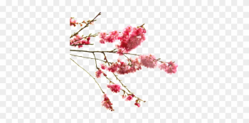 Cherry Blossom Branch Of The Prunus Genus - Cherry Blossom Flower Transparent Cherry Blossom Branch Of The Prunus Genus - Cherry Blossom Flower Transparent