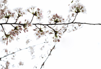 Cherry Blossom Branches Cherry Blossom Branches