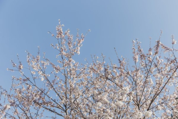 Cherry Blossom Branches Bottom Of Screen Cherry Blossom Branches Bottom Of Screen