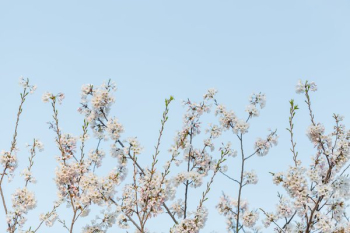 Cherry Blossom Branches Framing The Bottom Cherry Blossom Branches Framing The Bottom