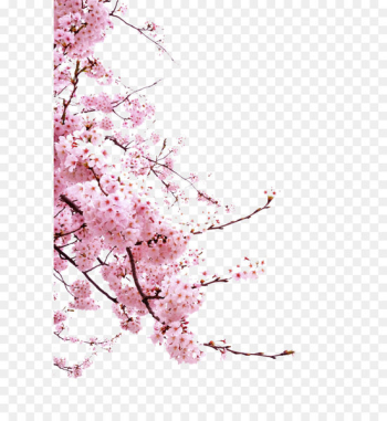 Cherry blossom Cerasus Icon - Pink cherry branches decoration 