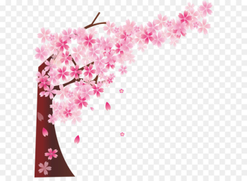 Cherry blossom Cerasus - Pink cherry tree Cherry blossom Cerasus - Pink cherry tree