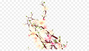 Cherry Blossom, Cherries, Blossom, Flower, Branch PNG Cherry Blossom, Cherries, Blossom, Flower, Branch PNG