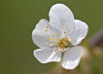 Cherry Blossom, Cherry, Flower, Macro Cherry Blossom, Cherry, Flower, Macro