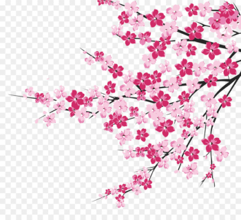 Cherry blossom - Cherry tree branches Cherry blossom - Cherry tree branches