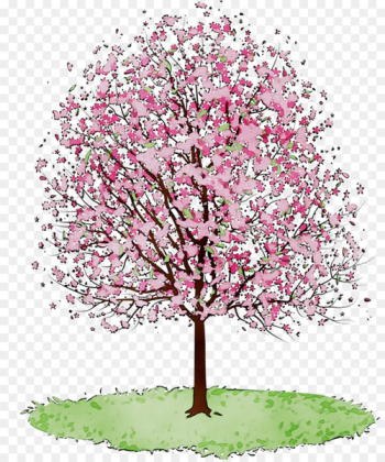 Cherry blossom Clip art Tree Cherries - Cherry blossom Clip art Tree Cherries -