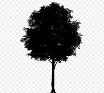 Cherry blossom Clip art Tree Cherries - Cherry blossom Clip art Tree Cherries -