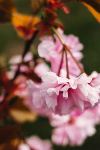 Cherry blossom closeup Cherry blossom closeup
