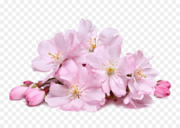 Cherry blossom Cream Skin whitening - Pink cherry blossoms Cherry blossom Cream Skin whitening - Pink cherry blossoms