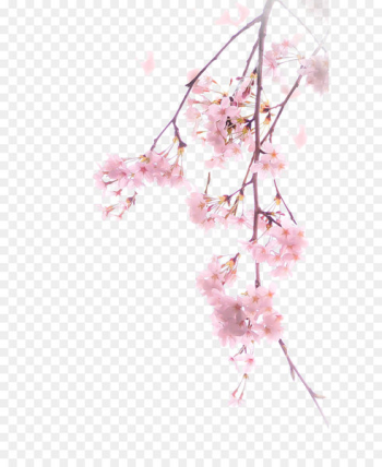 Cherry blossom Download Illustration - A cherry blossom Cherry blossom Download Illustration - A cherry blossom