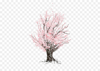 Cherry blossom Drawing Sketch - Cherry tree Cherry blossom Drawing Sketch - Cherry tree