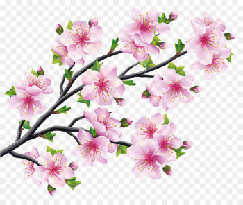 Cherry blossom Drawing Tree - cherry blossoms Cherry blossom Drawing Tree - cherry blossoms