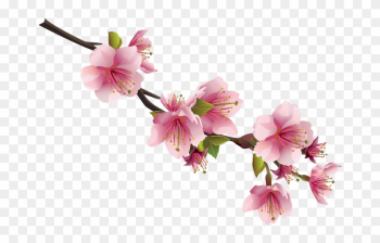 Cherry Blossom Flower Clip Art - Japanese Cherry Blossom