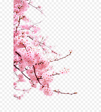 Cherry blossom Flower - Japanese cherry blossoms Cherry blossom Flower - Japanese cherry blossoms