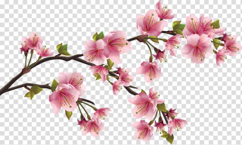 Cherry blossom Flower Petal, japanese transparent background PNG clipart Cherry blossom Flower Petal, japanese transparent background PNG clipart