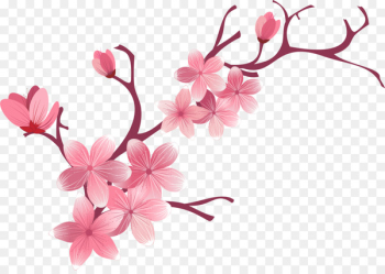 Cherry blossom Flower - sakura Cherry blossom Flower - sakura