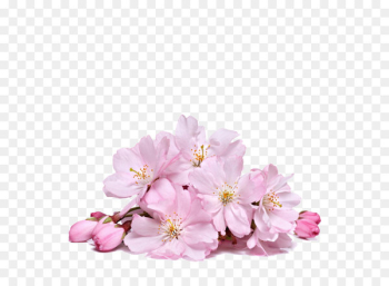 Cherry blossom Flower - Sakura Creative Cherry blossom Flower - Sakura Creative