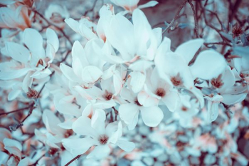 Cherry blossom flowers Cherry blossom flowers