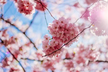 Cherry Blossom Flowers Cherry Blossom Flowers
