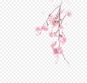 Cherry blossom Illustration - Cherry blossoms Cherry blossom Illustration - Cherry blossoms