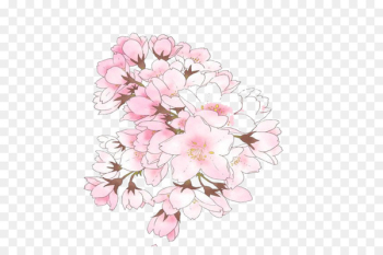 Cherry blossom Illustration Image Drawing - pink cherry blossom 