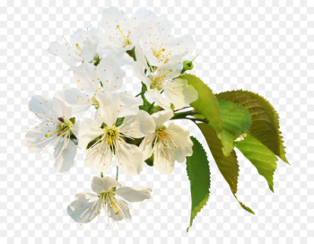 Cherry blossom Image Painting Portable Network Graphics - cherry blossom 