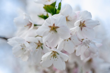 Cherry Blossom Macro Cherry Blossom Macro
