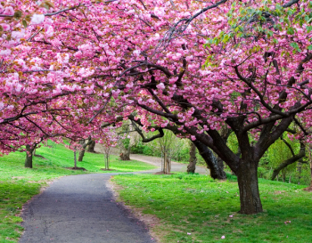Cherry Blossom Path Cherry Blossom Path
