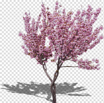 Cherry blossom Peach Tree, Peach Tree transparent background PNG clipart