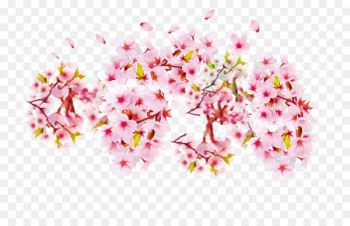 Cherry blossom Petal Cerasus - Pink cherry blossoms Cherry blossom Petal Cerasus - Pink cherry blossoms
