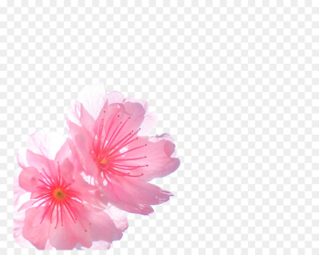 Cherry blossom Pink - Pink cherry blossoms Cherry blossom Pink - Pink cherry blossoms