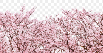 Cherry blossom png border, transparent | Free PNG - rawpixel