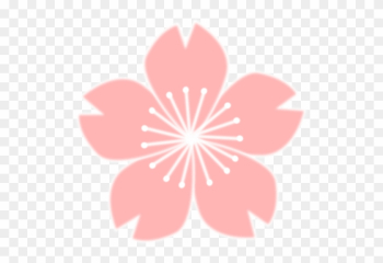 Cherry Blossom Sakura Flower Drawing Art Cherry Blossom Sakura Flower Drawing Art