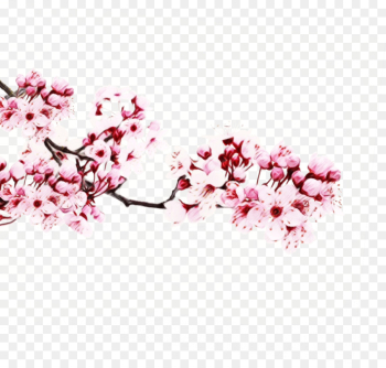 Cherry Blossom, Sakura Kinomoto, Cardcaptor Sakura Clear Card, Flower, Blossom PNG