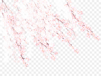 Cherry blossom Spring Petal Pattern - Cherry blossoms Cherry blossom Spring Petal Pattern - Cherry blossoms