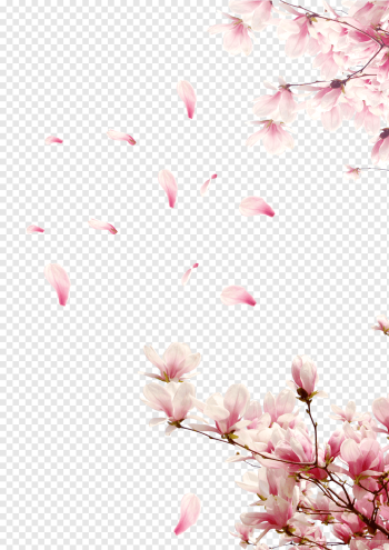 cherry blossom template, Rose Cherry blossom, Cherry tree branches, flower Arranging, violet, textile png