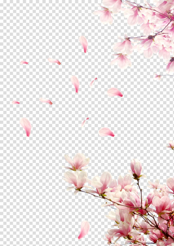 Cherry blossom template, Rose Cherry blossom, Cherry tree branches transparent background PNG clipart