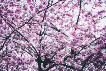 Cherry Blossom Tree Cherry Blossom Tree