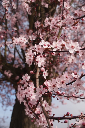 Cherry Blossom Tree Cherry Blossom Tree