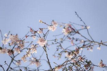 cherry blossom tree cherry blossom tree