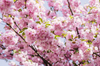 Cherry blossom tree Cherry blossom tree