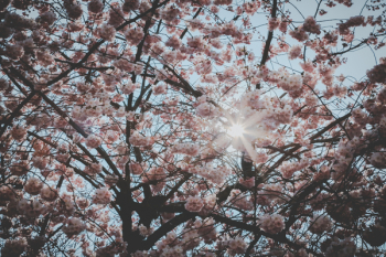 Cherry Blossom Tree Cherry Blossom Tree