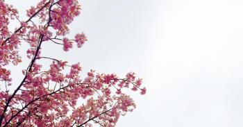 Cherry Blossom Tree Cherry Blossom Tree