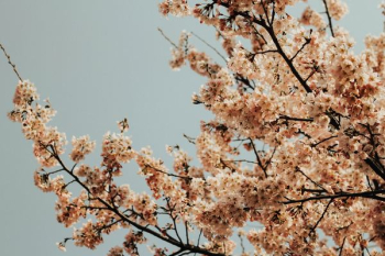 Cherry Blossom tree Cherry Blossom tree