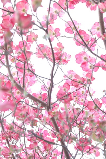 Cherry Blossom Tree Cherry Blossom Tree