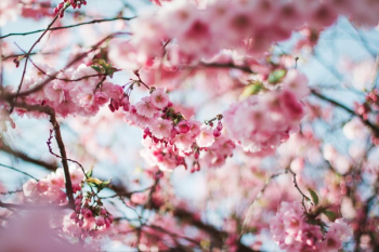 Cherry Blossom Tree Cherry Blossom Tree