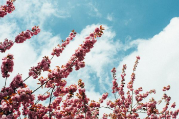 cherry blossom tree cherry blossom tree