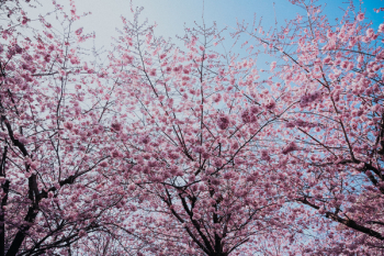 Cherry Blossom Tree Cherry Blossom Tree